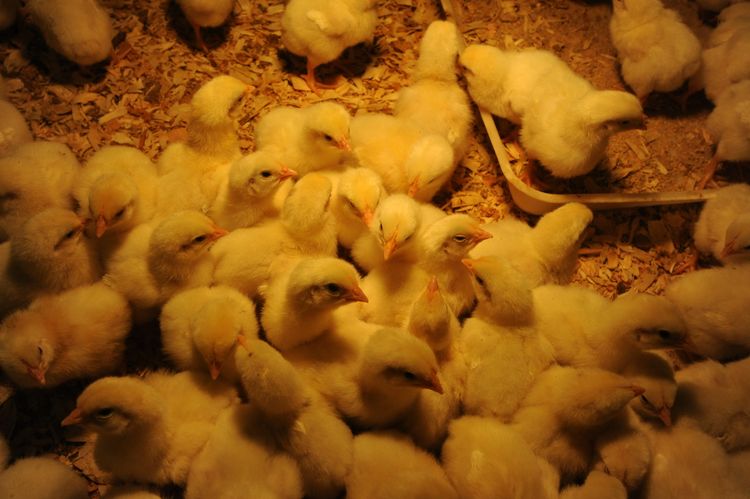 Chicks under a heat lamp at the Animal Sciences Farm. 